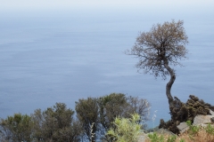 Ikaria