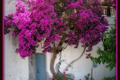 Ikaria