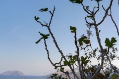 Leros