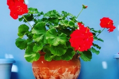 Lipsi
